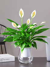 白掌盆栽一帆风顺植物办公室内桌面大盆花卉客厅好养绿植四季开花
