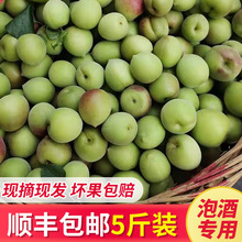顺丰云南现摘新鲜青梅果5斤胭脂梅黄梅泡酒鲜果酒梅子水果酸脆梅