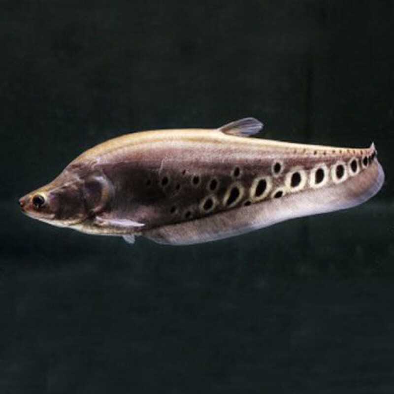 七星刀鱼活体黄金白化金刀魔鬼刀银龙鱼好养耐活大型观赏鱼