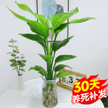 水培天堂鸟植物ins风桌面小绿植鲜活鹤望兰盆栽绿植室内客厅花卉