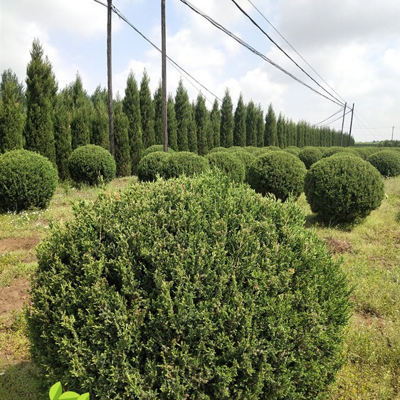 供应桧柏球 东北桧柏球 长青球 丹东桧柏球 塔柏球 爬地柏 桧柏