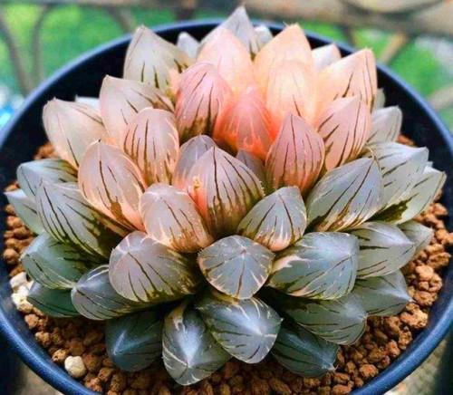 玉露多肉植物组合十二卷花卉盆栽黄金玉露冰灯室内盆栽属鸡-阿里巴巴