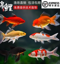 顺丰锦鲤鱼活鱼冷水淡水鱼苗观赏鱼金鱼小型好养耐活纯种红白三色