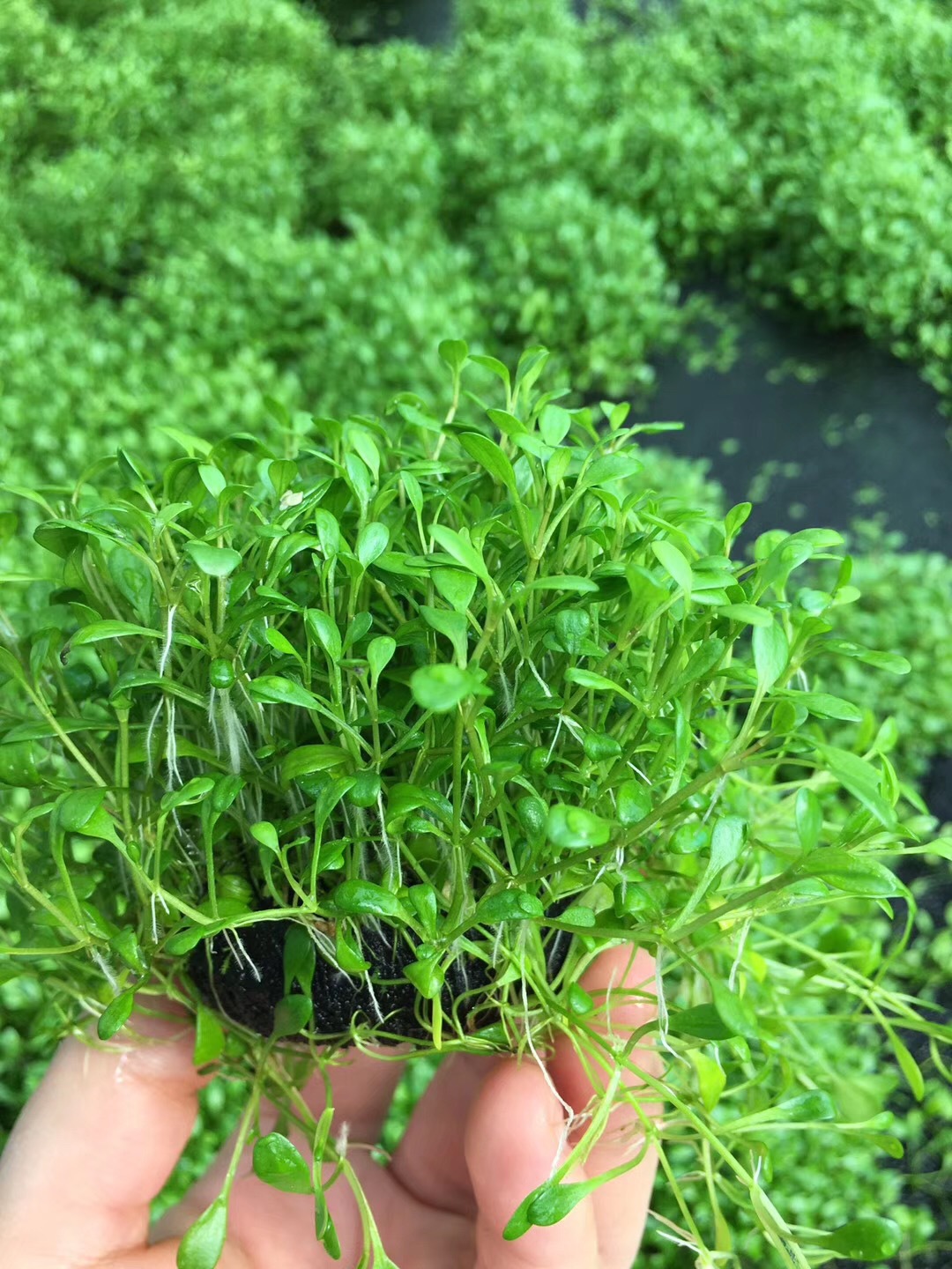 前景草 鱼缸造景水草爬地趴地迷你矮珍珠牛毛日本矮南美针叶合集