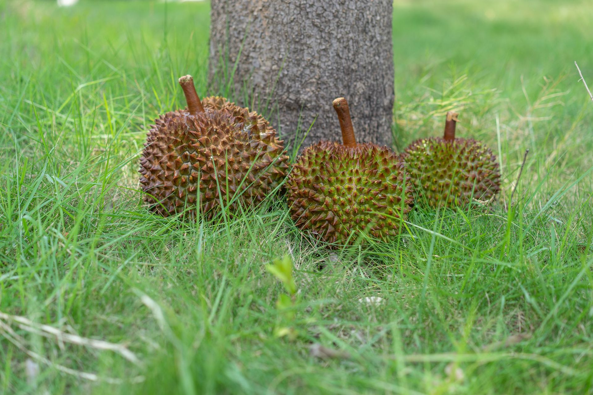 黑刺榴莲7头马来西亚d200带壳榴莲液氮冷冻水果7头果