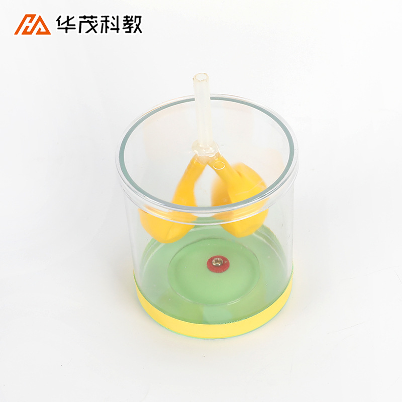 膈肌运动模拟器人体肺呼吸运动模型实验器初中生物教学仪器