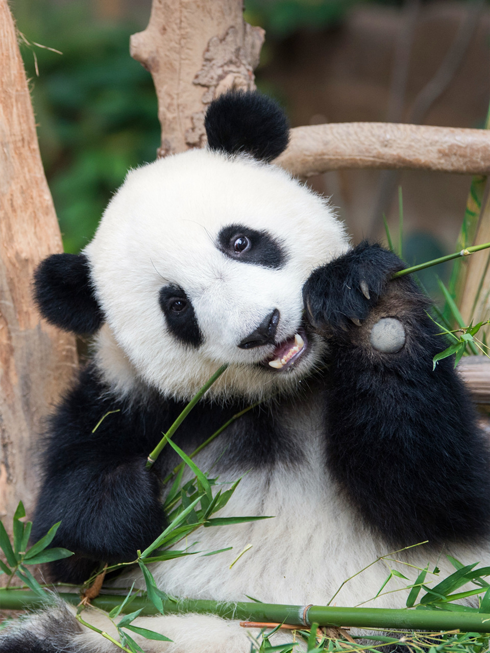 5d钻石画满钻国宝大熊猫钻石刺绣动物图片定制家居装饰画卧室挂画