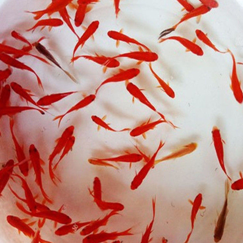 草金鱼活鱼观赏鱼红草金鱼龟食龙鱼锦鲤鱼冷水草金鱼苗活鱼小金鱼