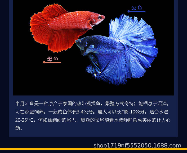 泰国斗鱼批发半月将军狮王繁殖场直批糖果星河成鱼鱼苗可实地考察