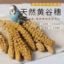 鹦鹉天然谷穗带壳黄谷子玩鸟玩具玄凤虎皮牡丹断奶学吃鸟食