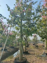 原生移植大腹木棉树 开花乔木苗大腹木棉大公园景观赏花树20-35分