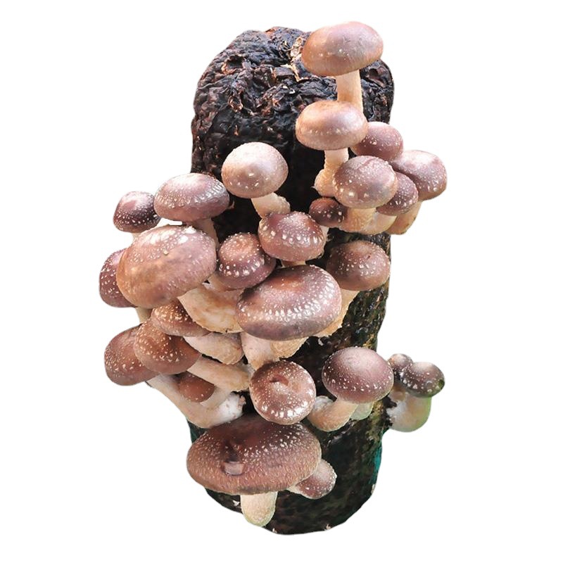 752件起批满200减1混批查看蘑菇菌包10 人想买已