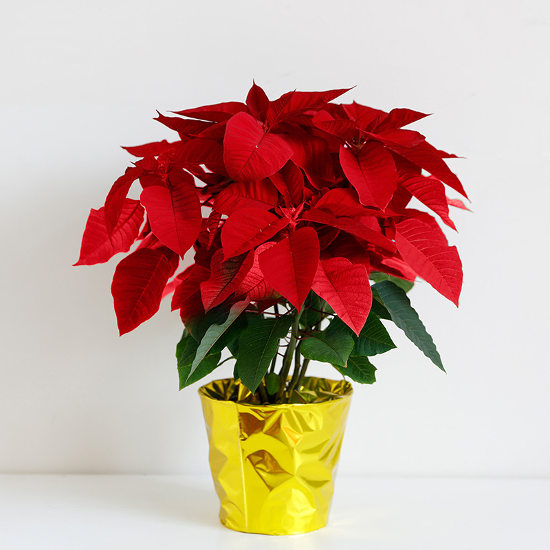 圣诞花盆栽一品红真花圣诞红绿植植物节日花卉办公室前台
