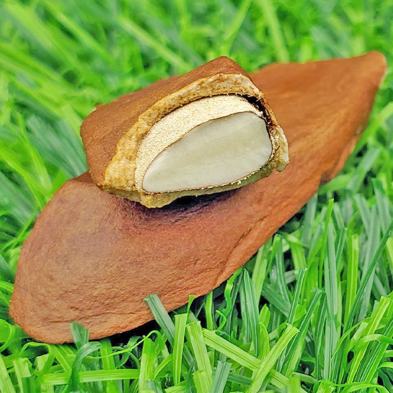 向天果野生正宗新鲜货特级进口药材马来西亚果仁所罗门向天果