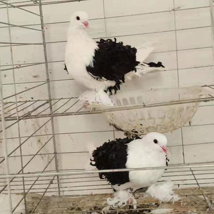 马甲芙蓉鸽图片  后翻白芙蓉观赏鸽 芙蓉青年鸽子鸽子活体