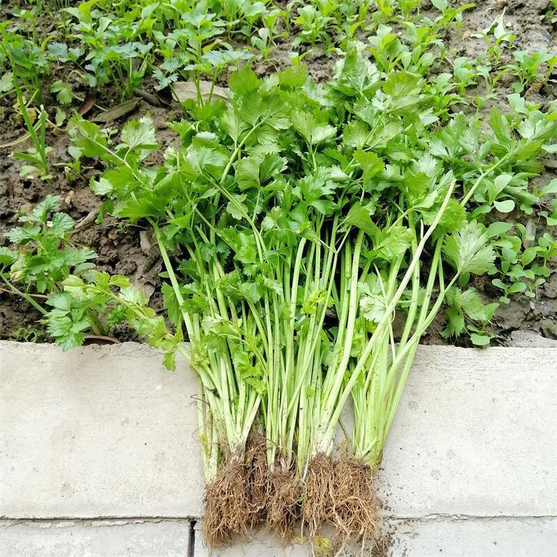 湖北本地露天空心小香芹特香芹菜农家自种自销农产品时令新鲜蔬菜