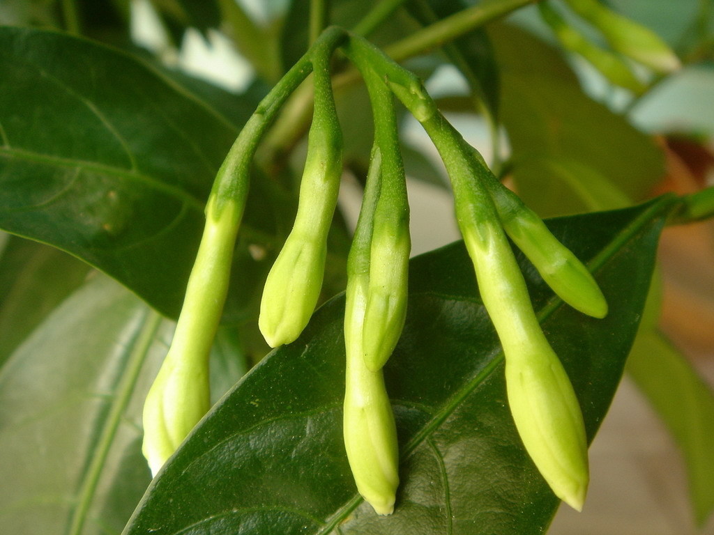 夜来香 花树苗 开花盆栽 植物 夏季阳台庭院室外绿植花苞夜兰
