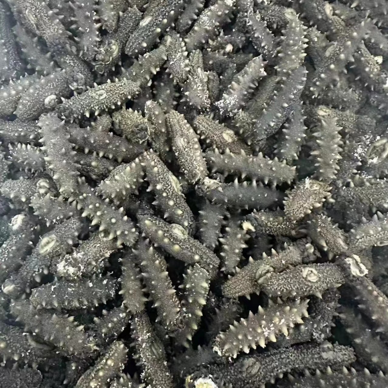 大连海参盐渍海参拉缸盐海参半干海参原料海参底播海参礼盒批发