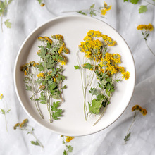 野菊花带枝 真花干花押花压花画幼儿真花贴脸妆植物标本 滴胶干花