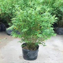 丛生凤尾竹盆栽竹子庭院观赏植物微型盆景米竹苗室内阳台种植花苗