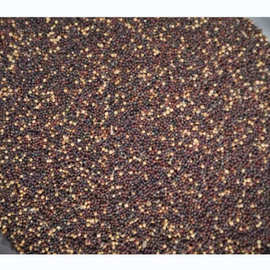 蔬菜种子批发丰抗70大白菜种子基地田园露地阳台盆栽庭院商品性好