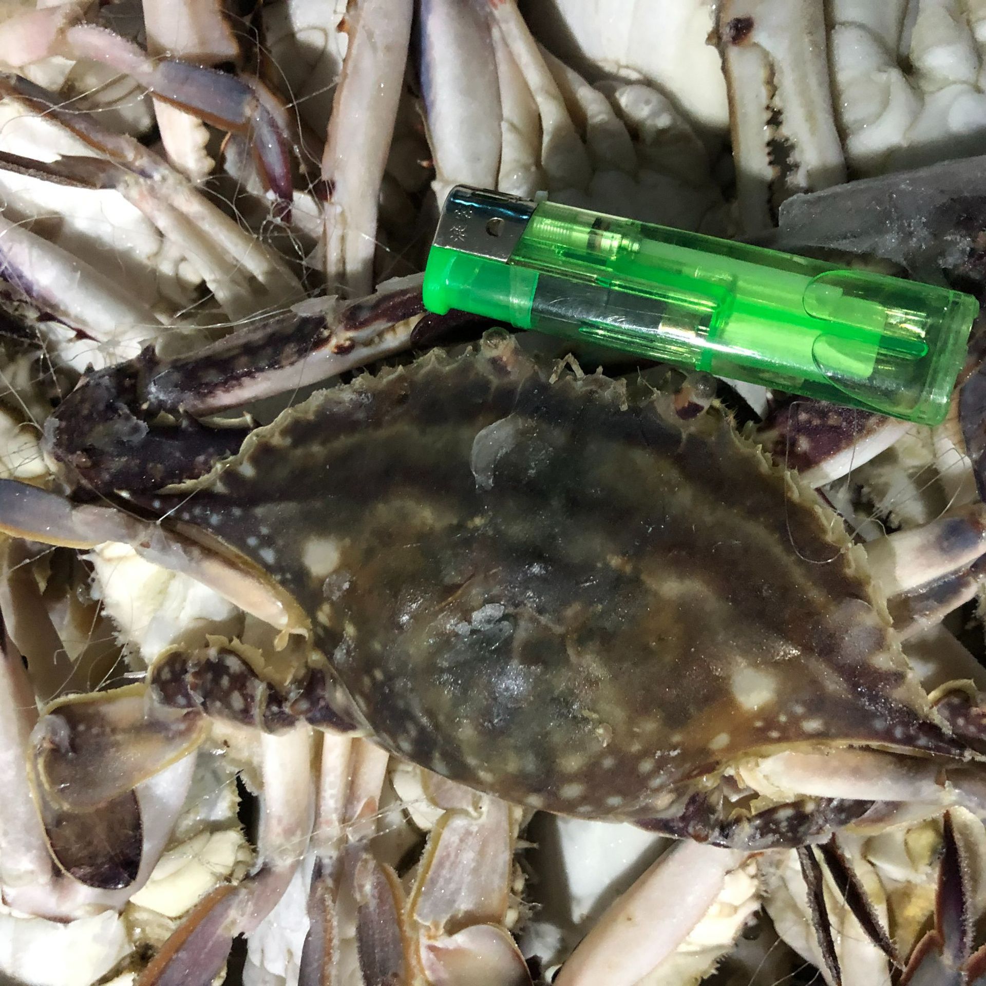 批发舟山梭子蟹新鲜急冻螃蟹白蟹海蟹红膏蟹冷冻海鲜水产酒楼食材