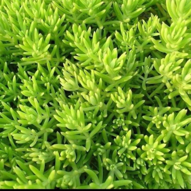 佛甲草盆栽庭院地被植物常绿观叶耐阴好养耐热耐寒屋顶隔热草绿植