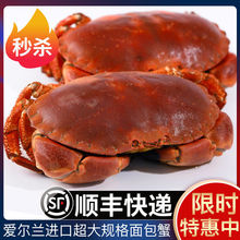 上海闪送鲜活面包蟹一斤单价 珍宝蟹英国黄金蟹螃蟹海鲜顺丰_阿里巴巴