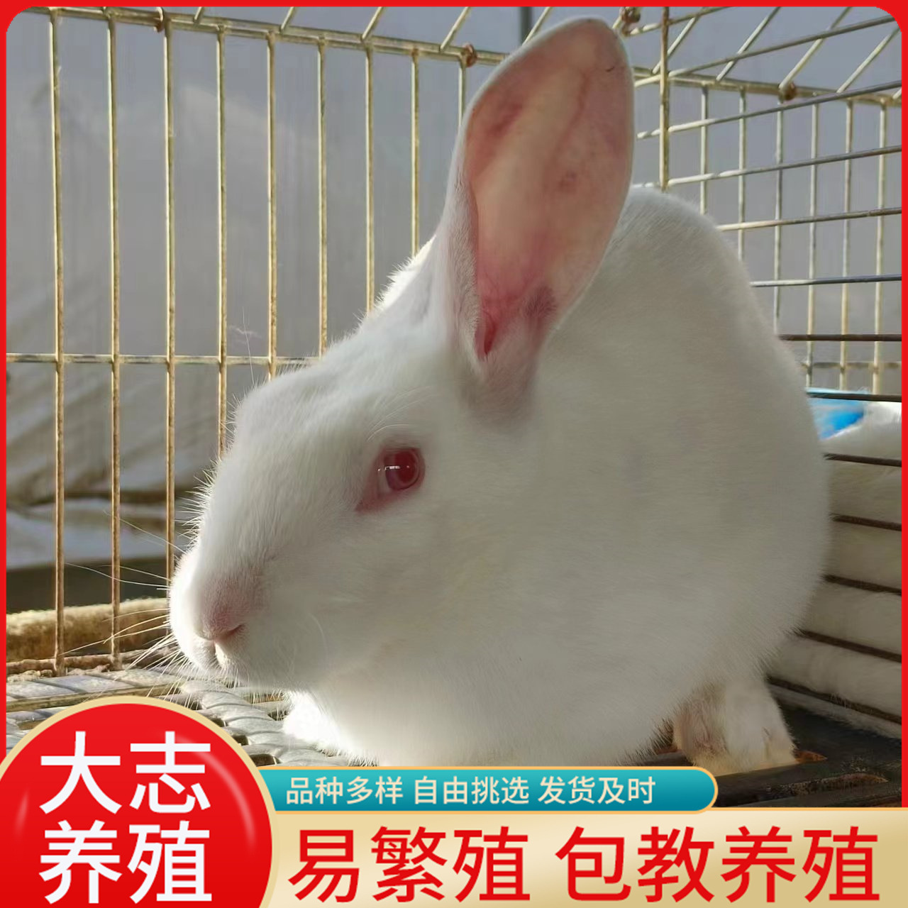 散养肉兔新西兰母兔活体孕兔幼崽新西兰种兔常年批发包教养兔技术