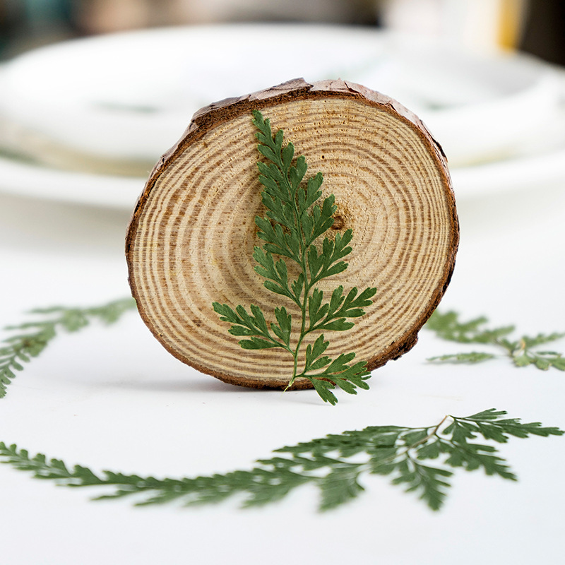 染绿乌蕨干花批发押花压花手机壳书签手工真树叶贴画蕨类植物标本