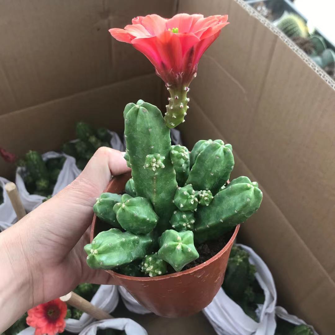 桃太郎 开花仙人球 多肉植物