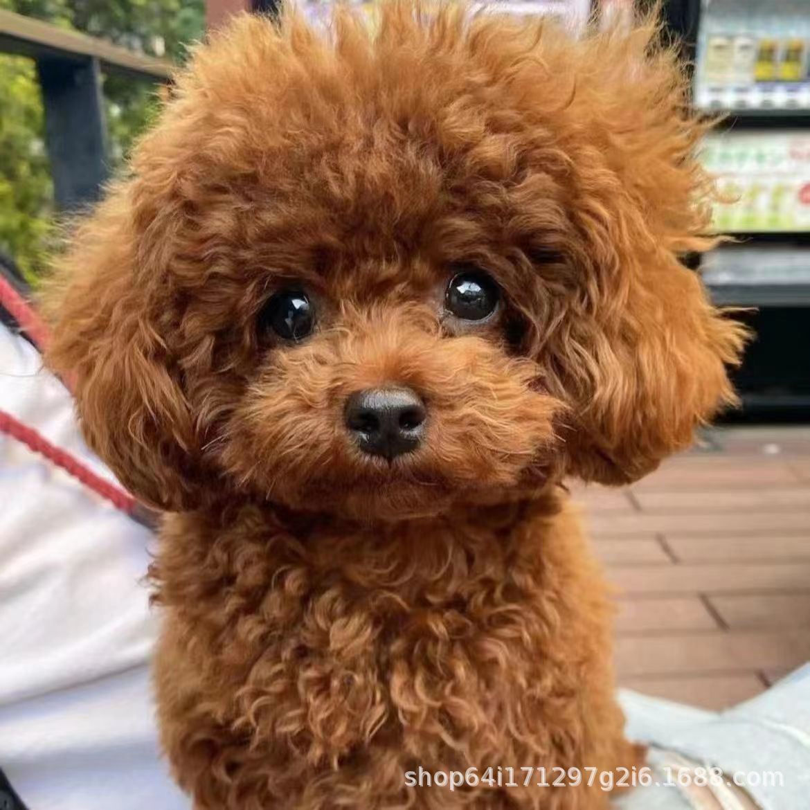 纯种泰迪幼犬活体茶杯犬泰迪犬贵宾犬幼崽家养宠物狗狗小型犬泰迪