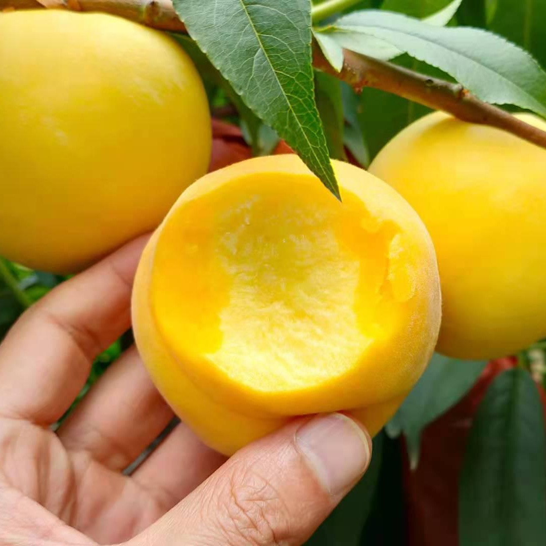 蒙阴黄桃黄金蜜1号硬吃脆甜 软吃香甜爆汁 4.5-5斤