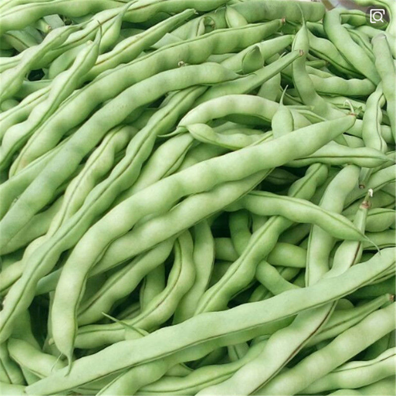 特新鲜四季豆现摘现发芸豆园鼓豆扁豆当季蔬菜类青豆角基地发货