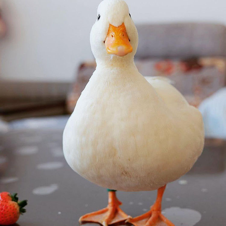 科尔鸭网红同款小白鸭 柯尔鸭养殖场供应赛级鸭 科尔鸭苗出售包运