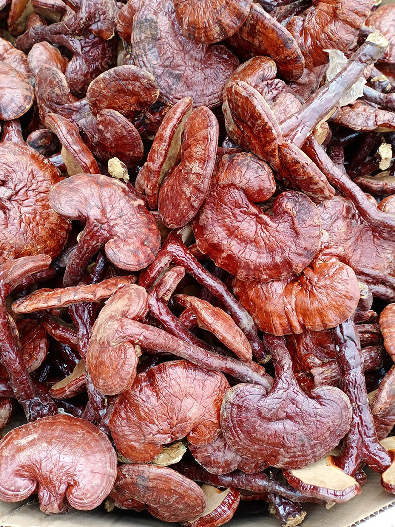 产地供应 安徽大别山金寨椴木赤灵芝 红芝熟灵芝 小红灵芝500g