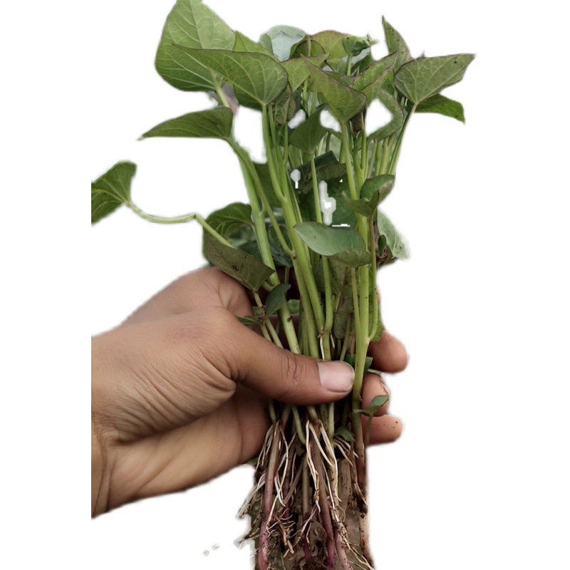 红薯苗秧紫薯苗烟薯25蜜薯苗西瓜红板栗薯种苗白心红薯苗110棵