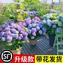 耐寒庭院花卉绣球花苗盆栽耐晒无尽夏带植物室内外花鲜开耐冻四季