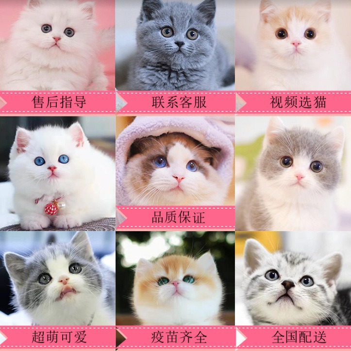 英短蓝白猫矮脚宠物猫美短猫金银渐层幼崽缅因纯白小猫幼猫咪活体