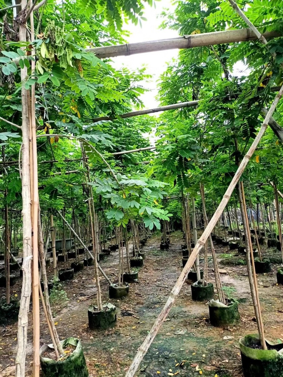 广东揭阳基地直供黄花槐大量4-10分