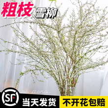 雪柳鲜枝带芽花苞水培植物干枝水养插花室内盆栽花卉龙柳鲜切干支