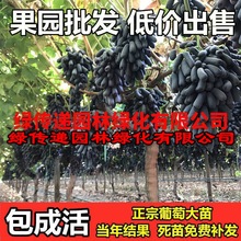 蓝宝石葡萄苗果树北方南方种植庭院爬藤地栽盆栽葡萄树苖当年结果