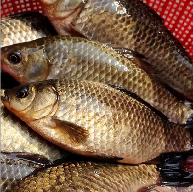 顺丰包邮 鲫鱼野生新鲜土鲫鱼活鱼现速冻好发货炖汤淡水鲜鱼批发