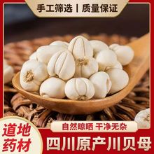 北京同仁堂川贝母500g四川川贝粉野生松贝枇杷膏包邮无硫川贝母粒