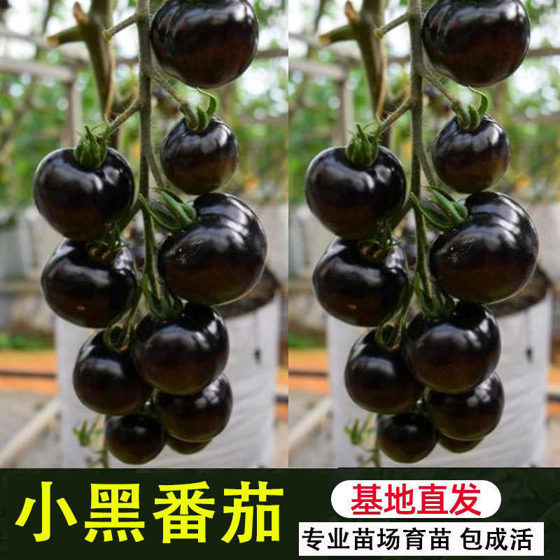 黑美人番茄种子苗四季盆栽小番茄紫褐色圣女果珍珠西红柿水果蔬菜