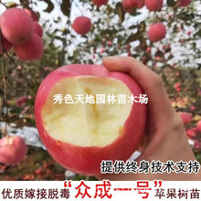 南北方种植嫁接片红众城苹果条纹红众成一号早晚熟红富士苹果树苗