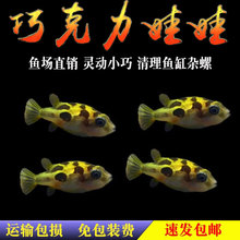 巧克力娃娃鱼吃杂螺会生气的鱼潜水艇河豚淡水观赏热带鱼除螺草缸
