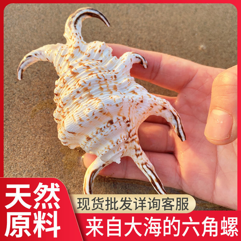 六角螺杂纹现代简约海螺白色天然贝壳居家办公礼物摆件水族箱装饰