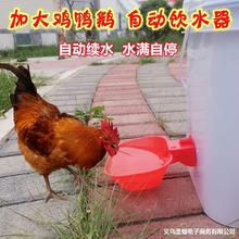 养鸡用自动饮水器鸡鸭鹅饮水碗喝水碗鹌鹑家禽鸟鸽子喂水鸡碗