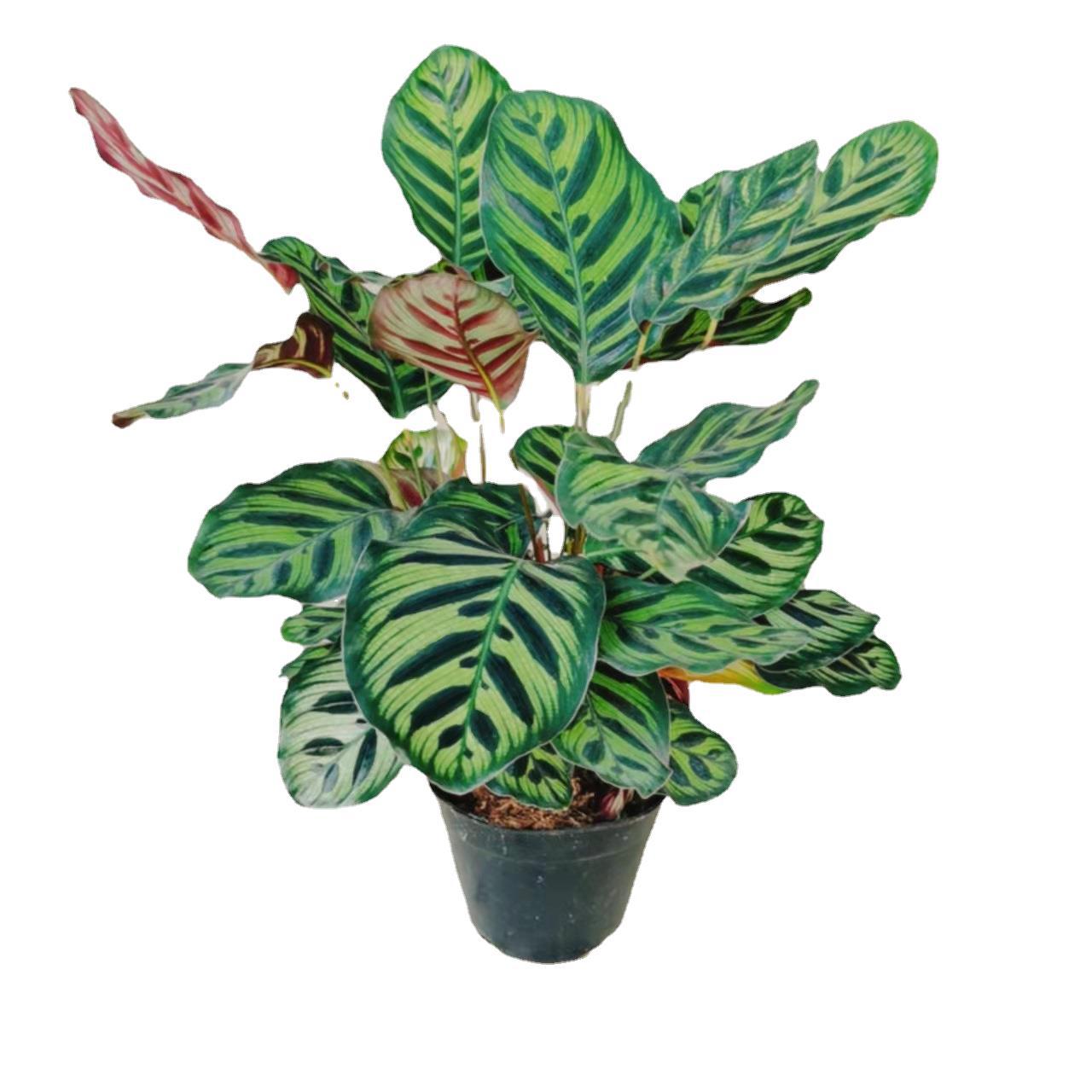 基地直供 绿植盆栽 观赏花卉 耐养 时尚简约 孔雀竹芋140杯